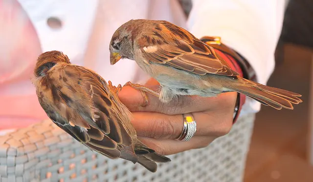 Zutrauliche Spatzen in Harderwijk