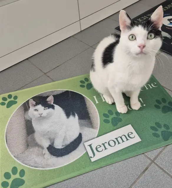 Tierheim-Chef Kater Jerome heute | Foto: Tierheim Arche Noah
