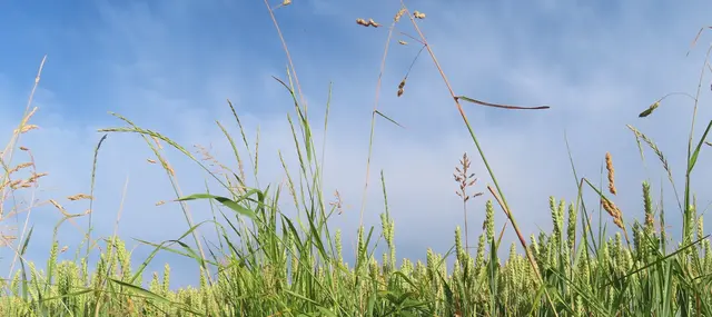 Ausschnitt aus dem Original-Foto. | Foto: M. A.