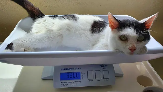 Fundkater Jerome | Foto: Tierheim Arche Noah