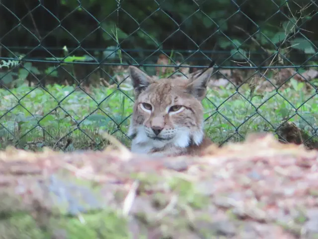 Der Luchs hatte es sich gemütlich gemacht (Ausschnitt aus dem Original-Foto). | Foto: M. A.