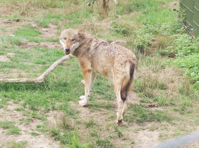 Im Wolfsgehege sah man nur diesen einen Wolf, die anderen hatten wahrscheinlcih keine Lust auf Besucher (Ausschnitt aus dem Original-Foto). | Foto: M. A.
