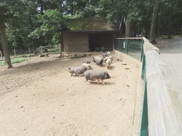 Gleich gibt es Mittagessen bei den Mini-Schweinen (Ausschnitt aus dem Original-Foto). | Foto: M. A.