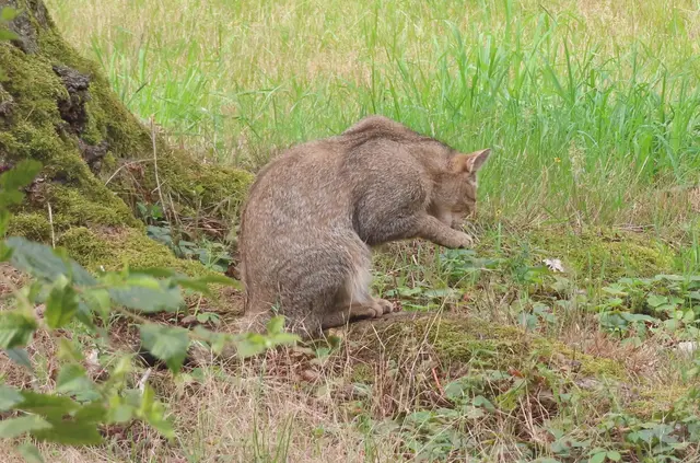 Die Wildkatze ließ sich nicht stören, jedenfalls nicht, wenn man sich leise verhielt und keine hektischen Bewegungen machte (Ausschnitt aus dem Original-Foto). | Foto: M. A.