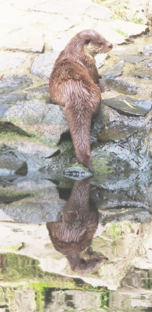 Die Fischotter hatten heute keine Lust, sich zu zeigen ... bis auf den einen (Ausschnitt aus dem Original-Foto). | Foto: M. A.