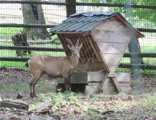 Ein Alpensteinbock (Ausschnitt aus dem Original-Foto). | Foto: M. A.