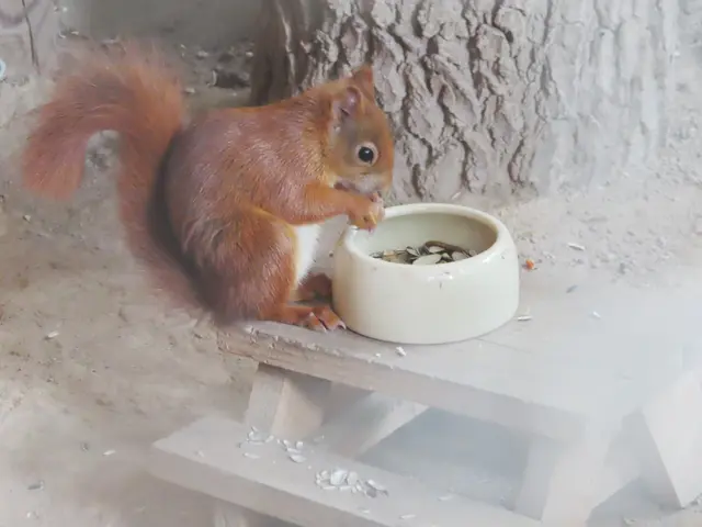 Bevor es zum Ausgang ging, wurden auch die Eichhörnchen besucht (Ausschnitt aus dem Original-Foto). | Foto: M. A.