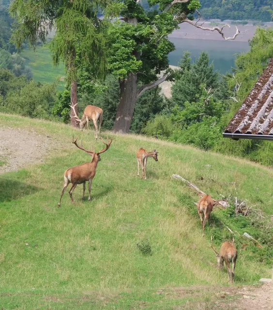 Bei den Rothirschen ging es ebenfalls ganz gemütlich zu (Ausschnitt aus dem Original-Foto). | Foto: M. A.