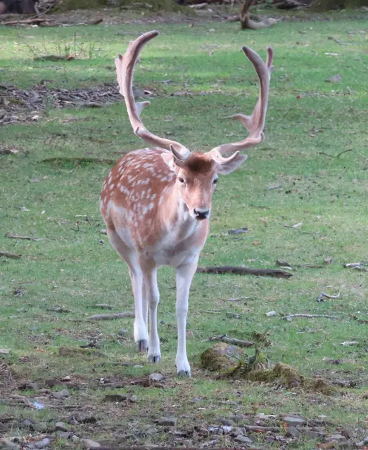 Danach ging es weiter zum Damwild (Ausschnitt aus dem Original-Foto). | Foto: M. A.