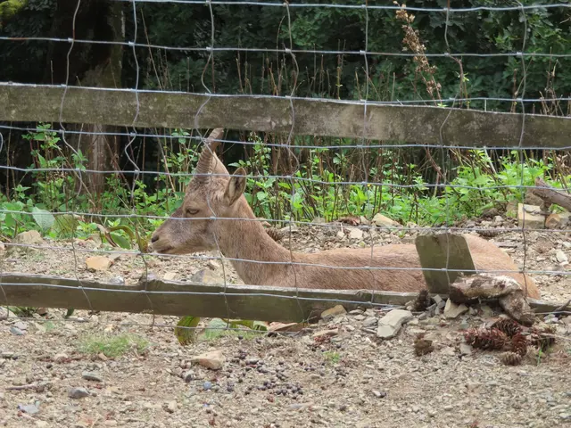 Dieser Alpensteinbock ließ sich durch nichts und niemanden stören (Ausschnitt aus dem Original-Foto). | Foto: M. A.