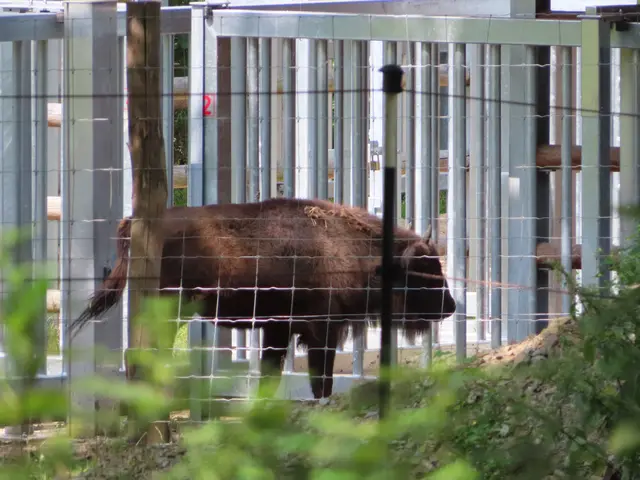 Ein Wisent-Kalb (Ausschnitt aus dem Original-Foto). | Foto: M. A.