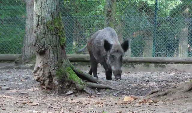 Der Rundgang beginnt bei den Wildschweinen (Ausschnitt aus dem Original-Foto). | Foto: M. A.