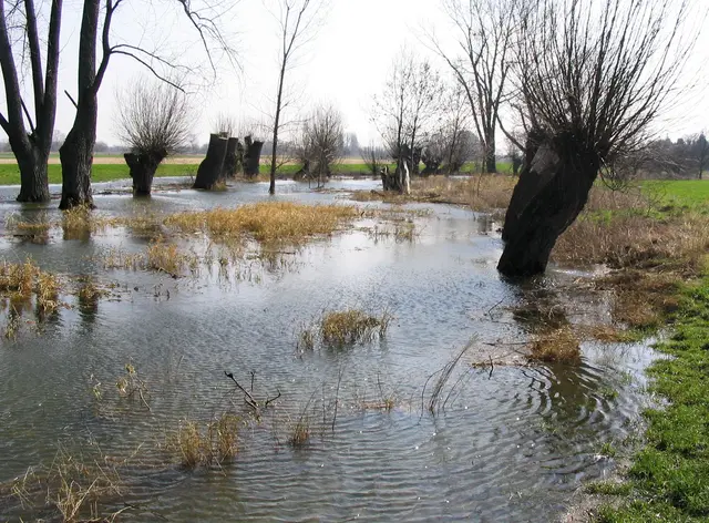 Durch begradigte Flüsse wird das Wasser meist ungenutzt in die Meere transportiert. Flussauen wie diese speichern es und füllen unser Grundwasser auf. 