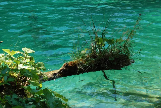 Im Wasser ist das Leben auf der Erde einst entstanden.