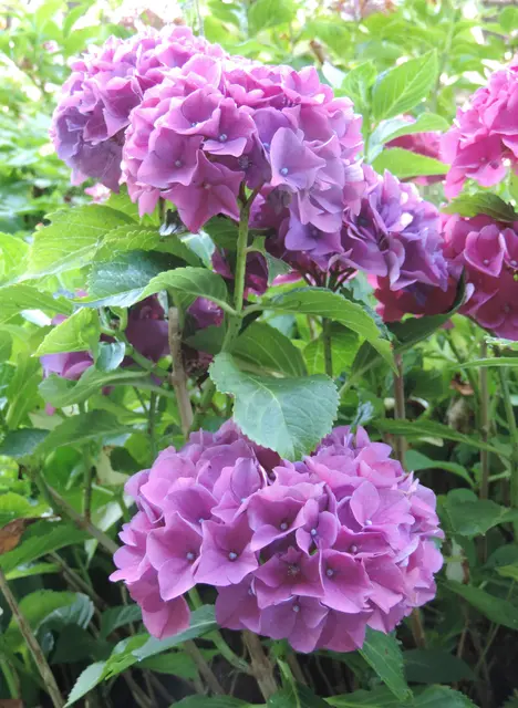 AWO Bad Arolsen im Hortensienpark