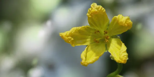 Blüte der 'Momordica charantia' ...