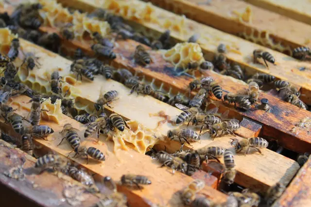 Foto: Susanne Pehlgrim & Silke Meitinger