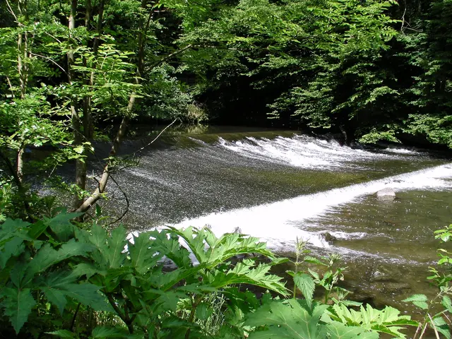 Nicole - 1 Punkt - Volme