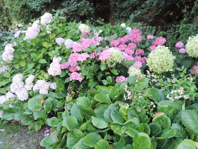 AWO Bad Arolsen im Hortensienpark