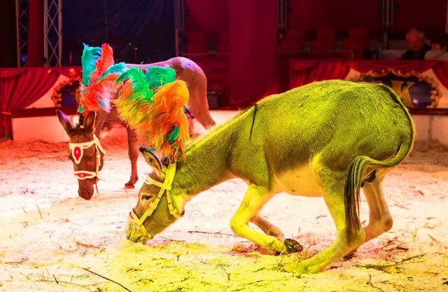 Foto: Circus Edmund Kaiser