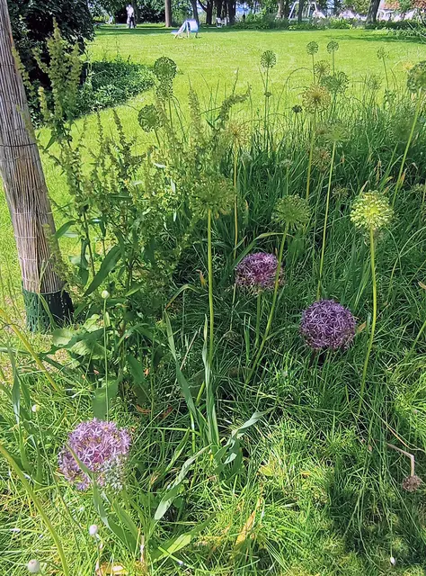  LAGA 2024 Bad Dürrenberg wie Karl Foester, er lockerte Beete mit Grasstauden auf
Allium im Gras