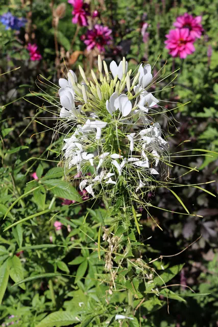 Spinnenblume