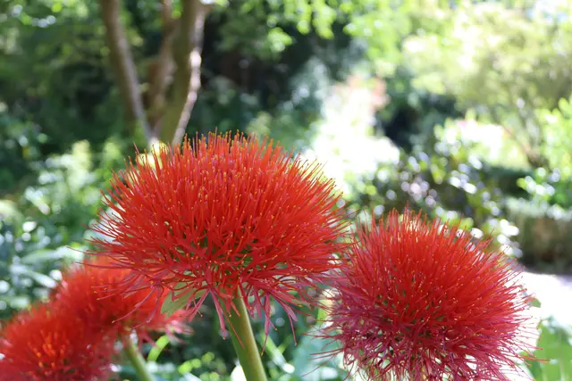 Seidenblumen