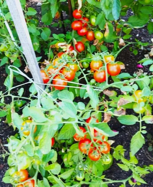 Tomatenpflanzen benötigen zum Heranreifen einen sonnigen, feuchten und tiefgründigen Nährboden. | Foto: Peter Heider