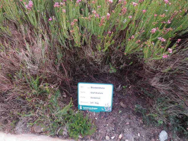 Hier die ein und Ausfahrt von Graf Dracula. Ganz schön gebraucht, durch rein und rausschweben.