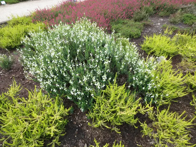 Mit weißer  Glockenheide.,  noch nie gesehen.