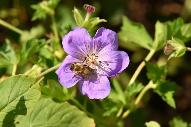 Garten im Jahreslauf - August (Foto: Katja Woidtke)

Blühendes im Hochsommer - Dauerblüher und Insektenmagnet Storchschnabel "Roxanne" | Foto: Katja Woidtke