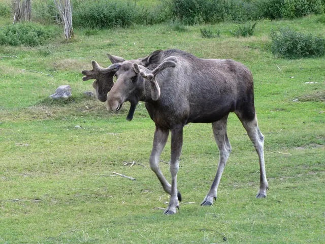 Ab auf die Elch-Safari!