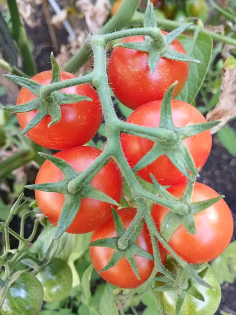 Tomaten sind ein gesunde, vielfältige und leckere Früchte. | Foto: Peter Heider