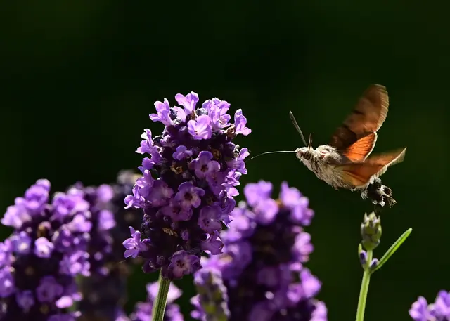 Naturfotografie von Tomm Schosser: Kolibrischwärmer – auch Taubenschwänzchen genannt  | Foto: Tomm Schosser - toscho projects
