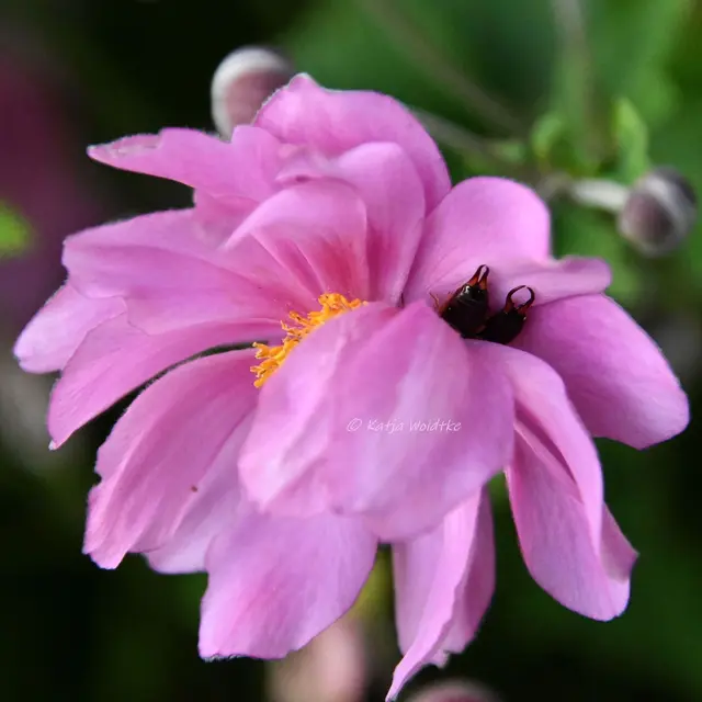 Garten im Jahreslauf - August (Foto: Katja Woidtke)

Blühendes im Hochsommer - Ohrwürmer in der Blüte der Herbst-Anemone  | Foto: Katja Woidtke
