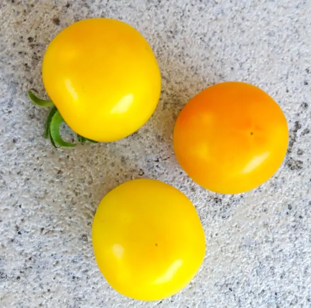 Tomatenfrüchte gibt es in verschiedensten Arten, Variationen und Farben. | Foto: Peter Heider