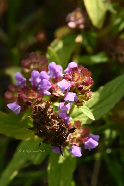 Garten im Jahreslauf - August (Foto: Katja Woidtke)

Blühendes im Hochsommer - Kleine Braunelle (Prunella vulgaris) | Foto: Katja Woidtke