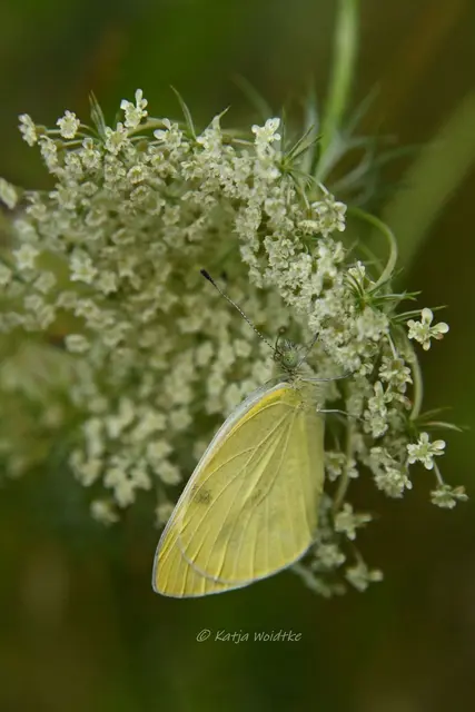 Garten im Jahreslauf - August (Foto: Katja Woidtke)

Blühendes im Hochsommer - Weißling an einer Blüte der Wilden Möhre (Daucus carota) | Foto: Katja Woidtke