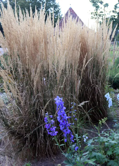 Palmgras mit Rittersporn