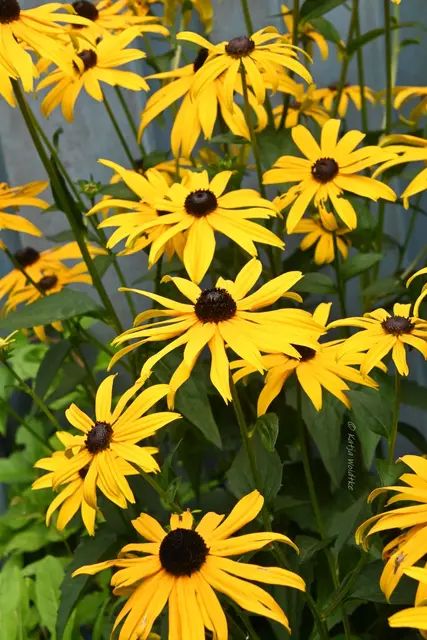 Garten im Jahreslauf - August (Foto: Katja Woidtke)

Blühendes im Hochsommer -  | Foto: Katja Woidtke