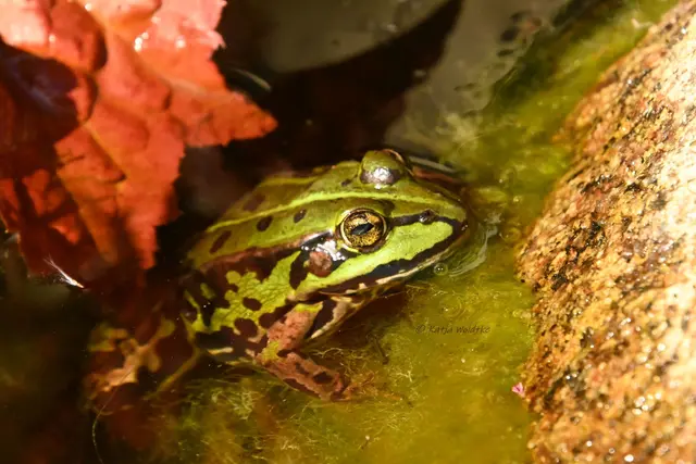 Garten im Jahreslauf - August (Foto: Katja Woidtke)

Blühendes im Hochsommer - Teichfrosch | Foto: Katja Woidtke