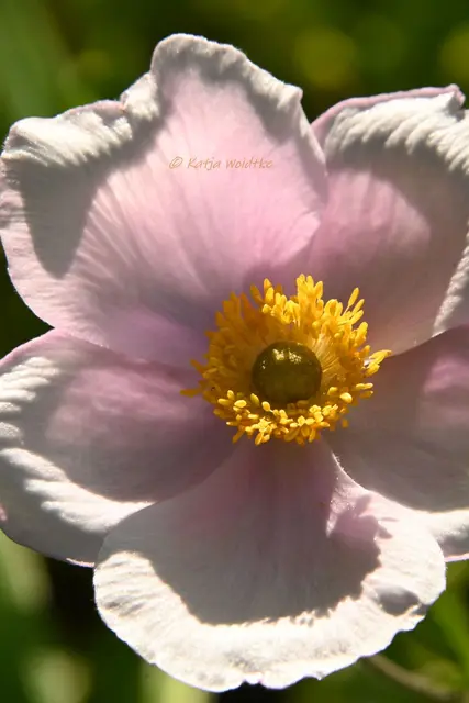 Garten im Jahreslauf - August (Foto: Katja Woidtke)

Blühendes im Hochsommer - Herbst-Anemone (Anemone hupehensis) | Foto: Katja Woidtke