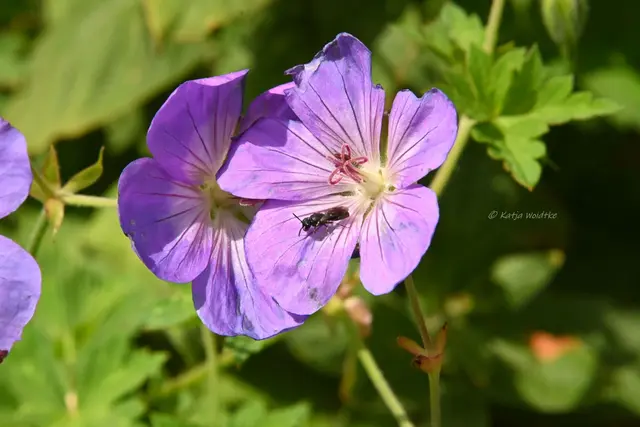Garten im Jahreslauf - August (Foto: Katja Woidtke)

Blühendes im Hochsommer - Storchschnabel (Geranium) "Roxanne" | Foto: Katja Woidtke