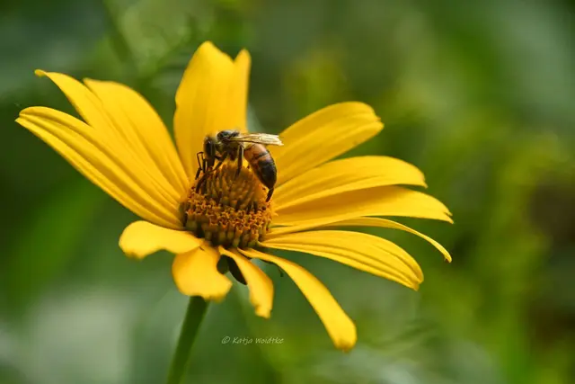 Garten im Jahreslauf - August (Foto: Katja Woidtke)

Blühendes im Hochsommer - Stauden Sonnenblume mit Honigbiene


 | Foto: Katja Woidtke