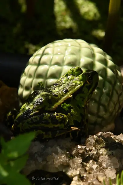 Garten im Jahreslauf - August (Foto: Katja Woidtke)

Blühendes im Hochsommer - Teichfrosch | Foto: Katja Woidtke