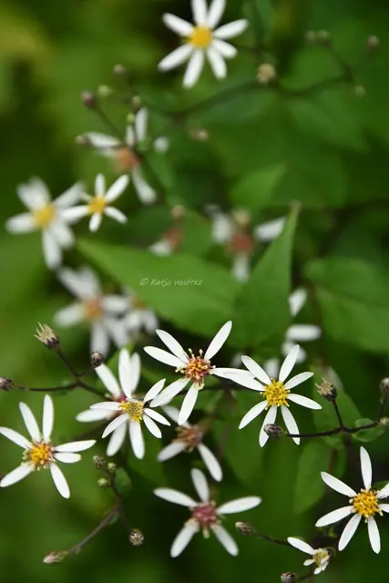 Garten im Jahreslauf - August (Foto: Katja Woidtke)

Blühendes im Hochsommer - Weiße Waldaster (Aster divaricatus) | Foto: Katja Woidtke