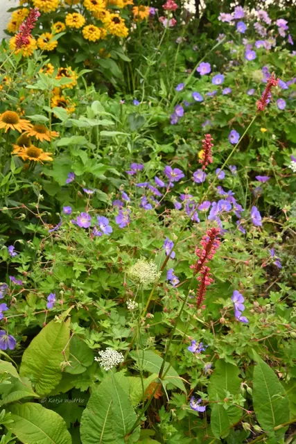 Garten im Jahreslauf - August (Foto: Katja Woidtke)

Blühendes im Hochsommer - Blütenpracht im Vorgarten | Foto: Katja Woidtke