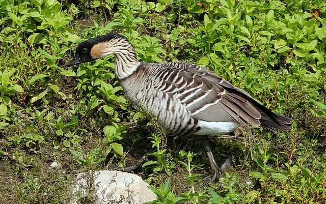 Wo die Hawaiigans zuhause ist, sagt ihr Name