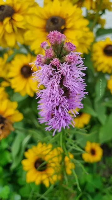 Garten im Jahreslauf - August (Foto: Katja Woidtke)

Blühendes im Hochsommer - Prachtscharte (Liatris spicata) vor Rudbeckia | Foto: Katja Woidtke