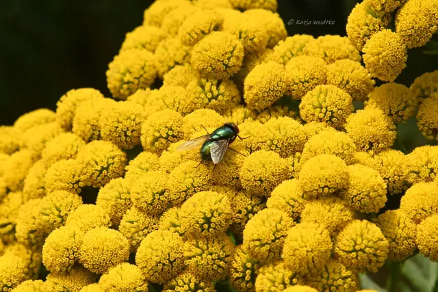 Garten im Jahreslauf - August (Foto: Katja Woidtke)

Blühendes im Hochsommer - Rainfarn (Tanacetum vulgare L.) mit Goldfliege | Foto: Katja Woidtke